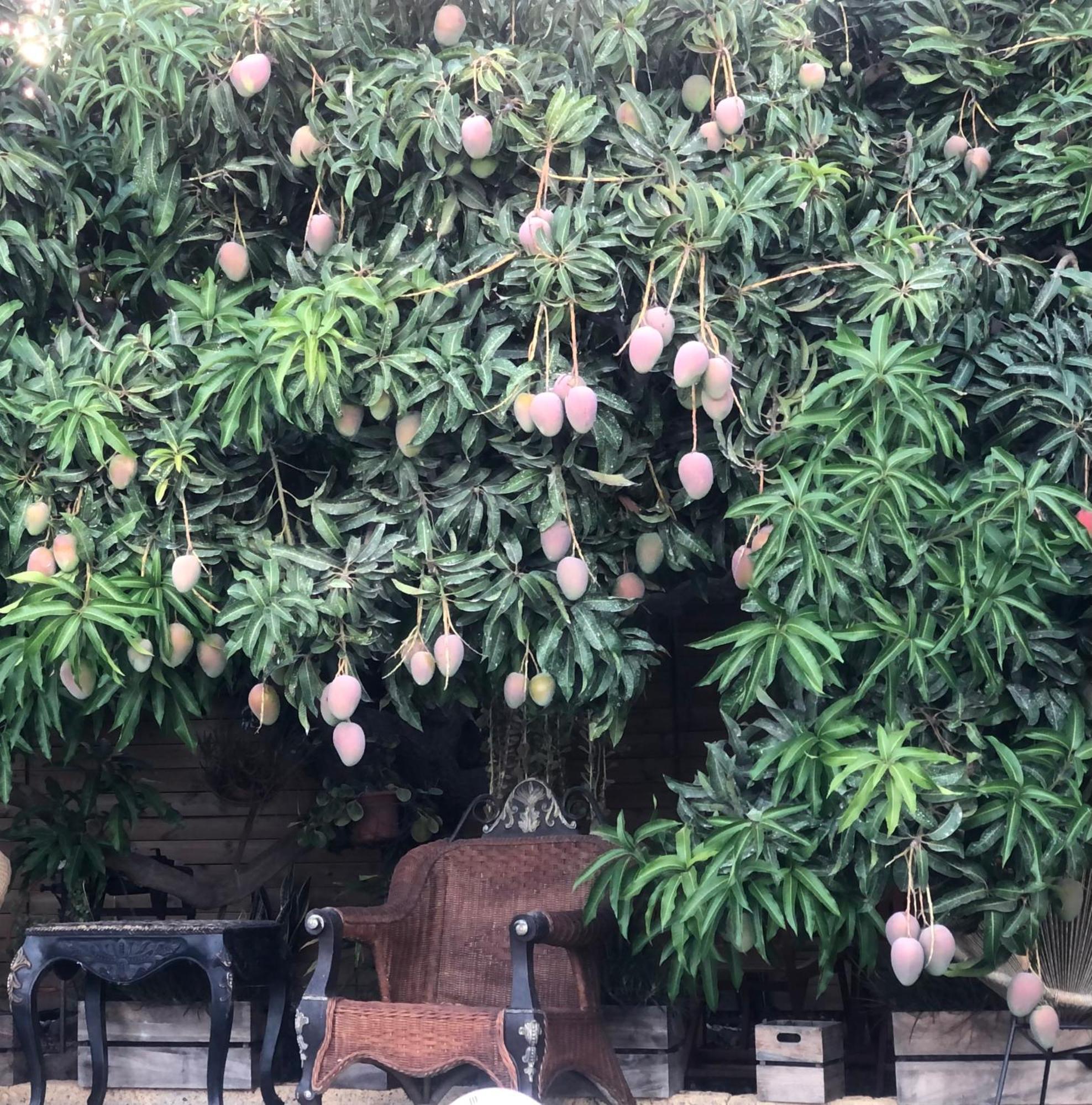 הוילה סנטה קרוז דה טנריף Krisant Gold Rural Luxury Privat Pool מראה חיצוני תמונה